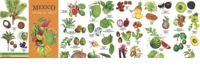 Guía Practica México - Rainforest Publications